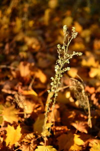 Close-up of flowering plants on land