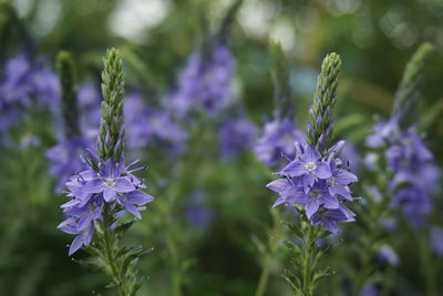 Close-up of purple flowering plants on field