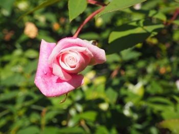 Close-up of pink rose blooming outdoors