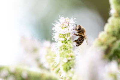 Close-up of bee pollinating on flower