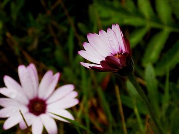 Close-up of osteospermum blooming outdoors