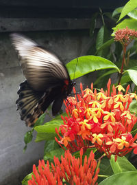 Close-up of butterfly pollinating on flowers