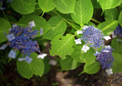 Close-up of purple hydrangea blooming outdoors