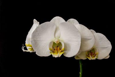 Close-up of white rose against black background