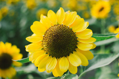 Close-up of yellow sunflower