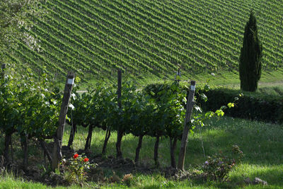 View of vineyard