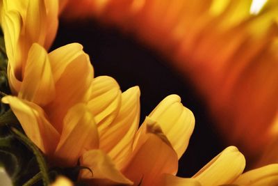 Macro shot of yellow flower