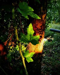 Close-up of leaves on tree trunk in forest