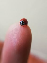 Close-up of ladybug on hand