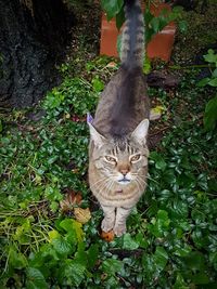 Portrait of cat against plants