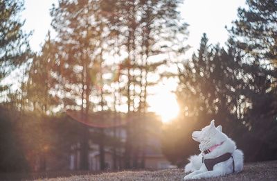 Full length of dog lying on field during sunrise