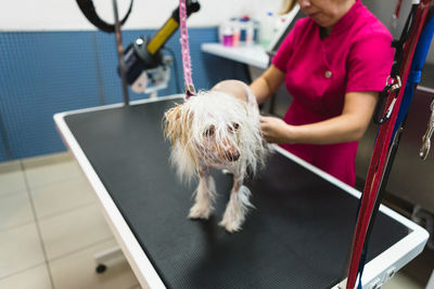 From above of cropped unrecognizable focused groomer in uniform combing chinese crested dog with brush on grooming table