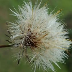 Close-up of dandelion