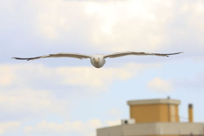 Low angle view of seagull flying against sky