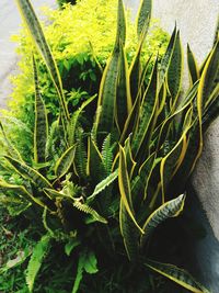 High angle view of green leaves
