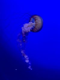 Close-up of jellyfish swimming in sea