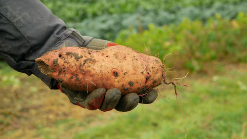 Midsection of man picking fruit