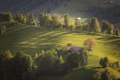 High angle view of trees on field