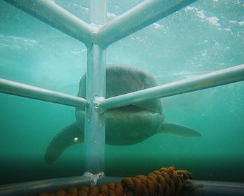 View of fish swimming in sea