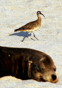 Close-up of bird