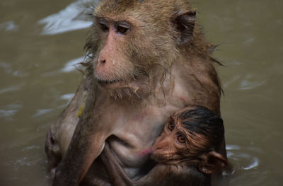 High angle view of monkeys in lake