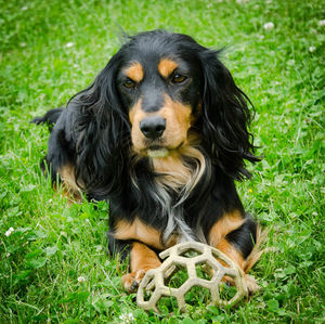 Close-up portrait of a dog