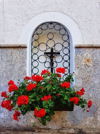 Red flowering plant against window on building