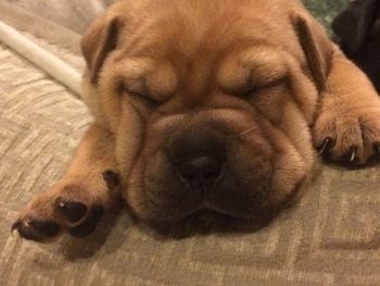 Close-up of dog relaxing