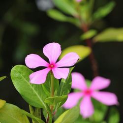 Close-up of pink flower