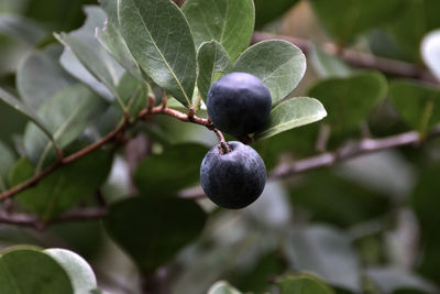 Close-up of fruit growing on tree