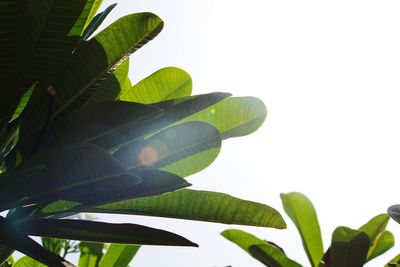 Low angle view of plants