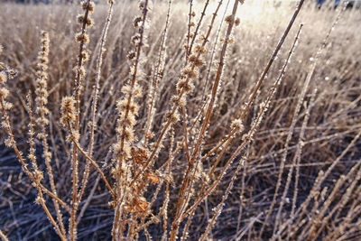 Close-up of dry plants on field during winter