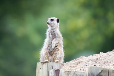 Meerkat sitting on wooden post