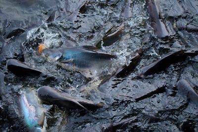 High angle view of fish swimming in sea