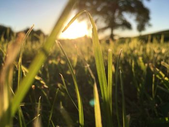 Close-up of grass on field against sky during sunset
