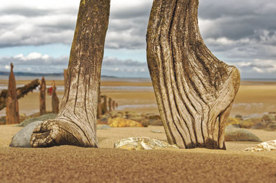 Close-up of driftwood on beach