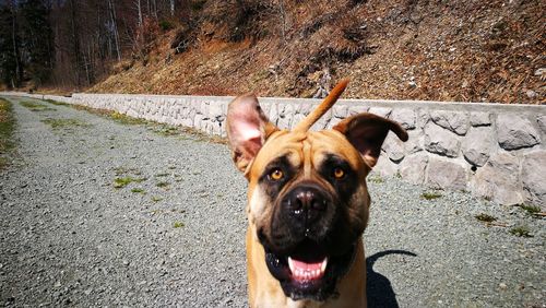 Portrait of dog sticking out tongue