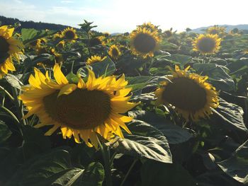 Sunflowers blooming on field against sky