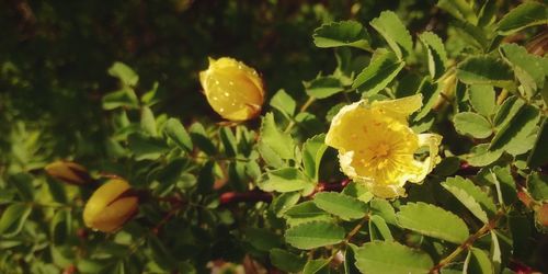 Close-up of yellow flowering plant