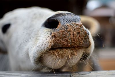 Close-up of cow