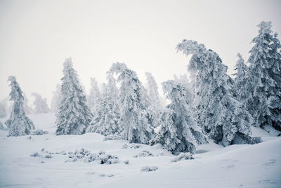 Trees on snow covered landscape against clear sky