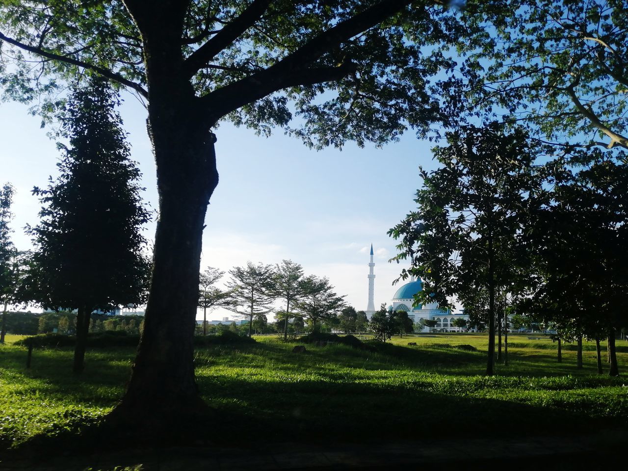 TREES IN PARK