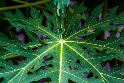 Full frame shot of leaves