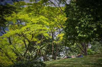 Trees in forest