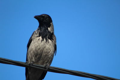 Low angle view of bird perching against clear blue sky