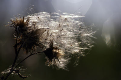 Close-up of spider on plant