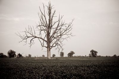 Tree on field against sky