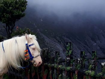 High angle view of an animal on mountain