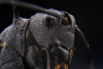 Close-up of insect against black background