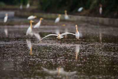 Birds flying over lake